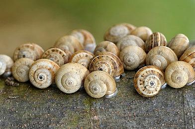 《战锤40K：星际战士复刻版》似乎暂未公布PS5版本