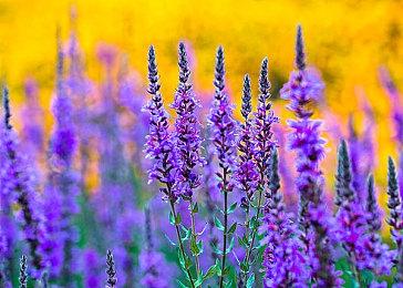 《星空》玩家宁愿要5个精心设计的星球 不想要上千单调星球